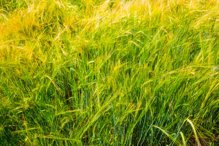 barley field and sunlight in summer with beautiful blue sky UKの写真素材