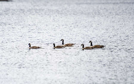 Ducks in one of the lakes in the Lake Districtの写真素材