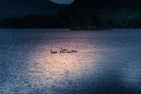 Ducks in one of the lakes in the Lake Districtの写真素材