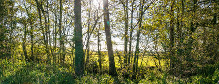 Soft backlit view as afternoon sun shines through branches and trunks on towpathの写真素材