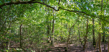 pathway in the forest with sunlight backgrounds in late afternoonの写真素材