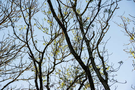 Big and tall trees are seen in woods Natural treescape on scenic woodland trail. Soft backlit view as afternoon sun shines through branches and trunksの写真素材