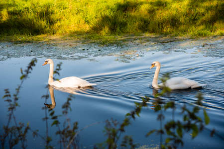 Two swans on the dissused Lancaster Canal at Crooklands UKの写真素材