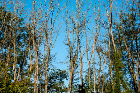 Big and tall trees are seen in woods Natural treescape on scenic woodland trail. Soft backlit view as afternoon sun shines through branches and trunksの写真素材
