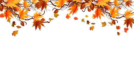 Beautiful brightly coloured Autumn frame on a white backgroundの写真素材