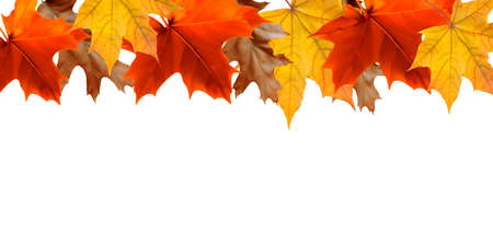 Beautiful brightly coloured Autumn frame on a white backgroundの写真素材