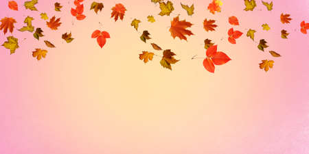Falling autumn leaves natural coloured backgroundの写真素材