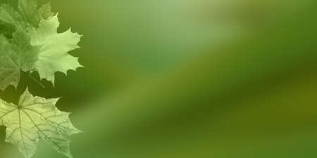 Beautiful green leaves on a blurred natural background.の写真素材