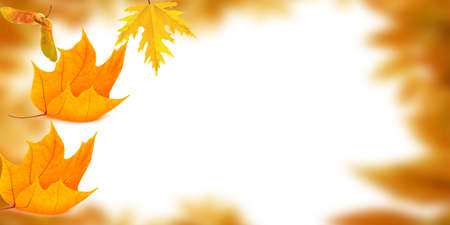 Beautiful brightly coloured Autumn frame on a white backgroundの写真素材