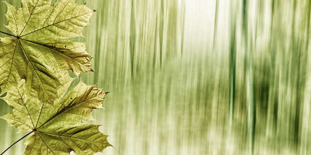Beautiful green leaves on a blurred natural background.の写真素材