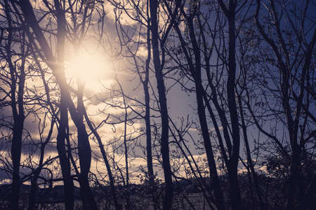 sepia coloured silloutte of trees with a ray of sunshine UKの写真素材