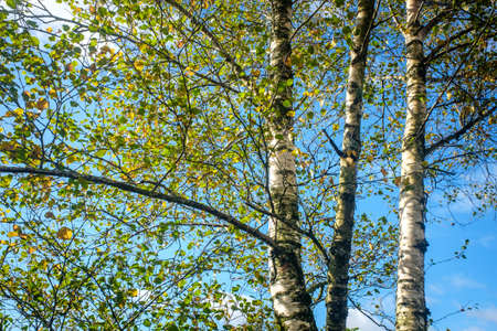 green leaves from the trees under a bright blue sky, leaf canopyの写真素材
