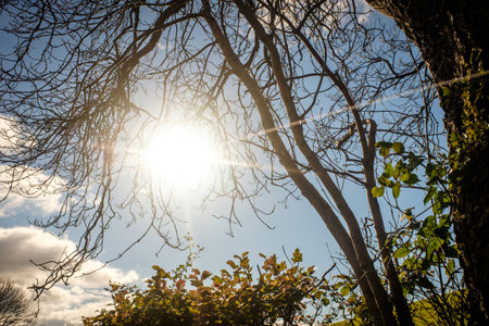 Treetop green foliage. Outdoor nature park landscape background. Sun in the sky in summer. Sunny environment.の写真素材