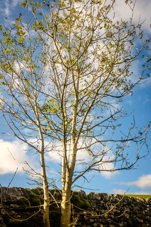 Treetop green foliage. Outdoor nature park landscape background. Sun in the sky in summer. Sunny environment.の写真素材