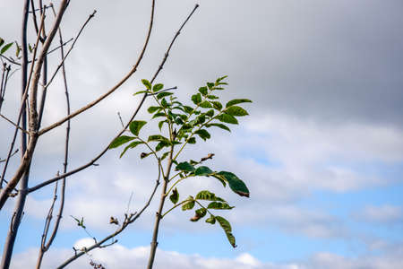 European ash leaf close up shot with cloudy sky UKの写真素材