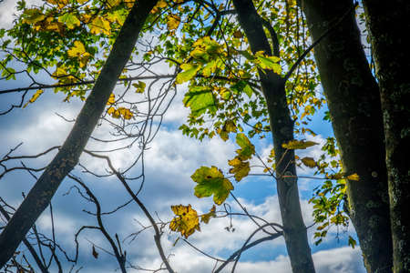 Treetop green foliage. Outdoor nature park landscape background. Sun in the sky in summer. Sunny environment.の写真素材