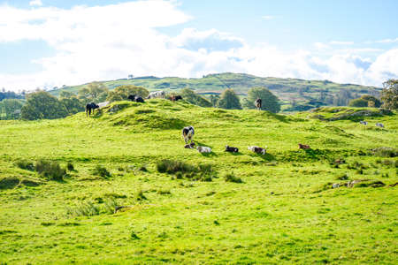 View across open farmland near Ings in the Lake Distictの写真素材