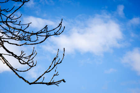 green leaves from the trees under a bright blue sky, leaf canopy