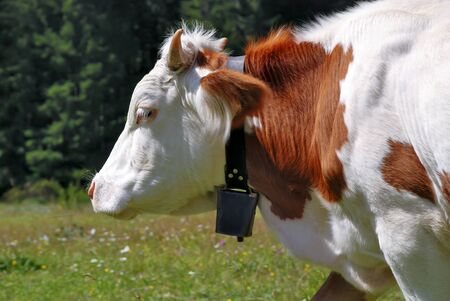 Brown and white head's cow with bellの写真素材