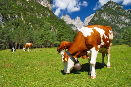 Cow brown and white eating on alps verticalの写真素材
