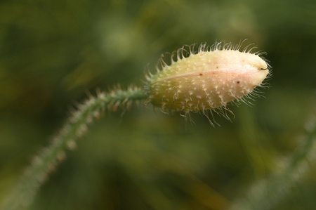 Poppy sapling close up horizontalの写真素材