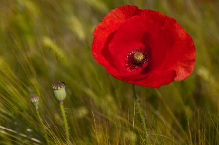 Poppy and poppy head on green backgroundの写真素材