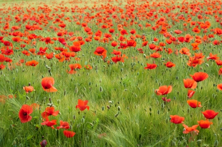 Red poppy and wheat field horizontalの写真素材