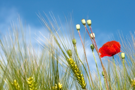 Poppy and wheat sight from below background sky horizontalの写真素材