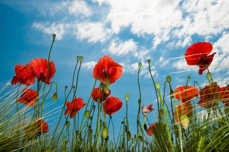 Poppy field from below horizontalの写真素材