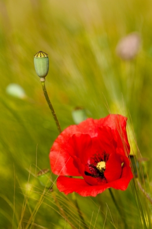 Red poppy and poppy head background green wheatの写真素材