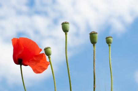 Red poppy and poppy heads background sky horizontalの写真素材