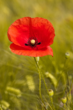 Red poppy background green wheat verticalの写真素材
