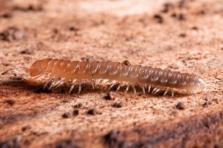 Polydesmus on wood full insect macro