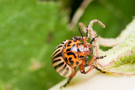 Colorado Potato Beetle on eggplant head close up