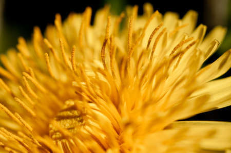 Dandelion flower growing focus on pistil