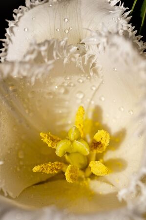 Yellow wet tulip close up  leaf sawの写真素材