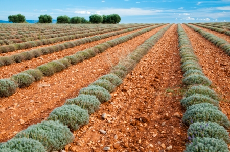 Lavander rows and trees on Lavander trail near Valensole in Provence - Franceの写真素材