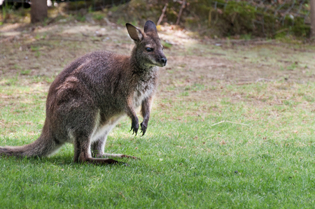 Red necked wallaby - Macropus rufogriseusの写真素材