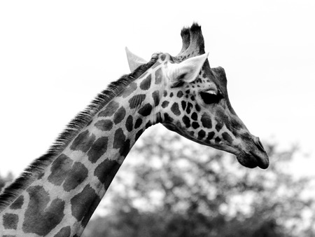 Giraffe - Giraffa camelopardalis neck and head closeup BWの写真素材