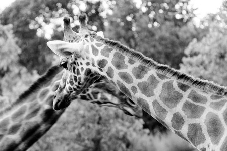 Giraffe - Giraffa camelopardalis two head and neck BWの写真素材