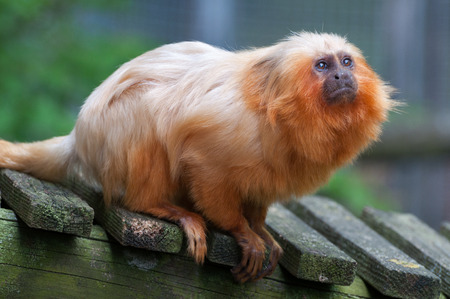 Golden lion tamarin - Leontopithecus rosalia watching upの写真素材