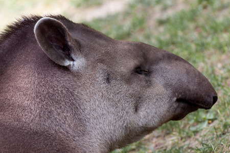 Tapirus terrestris - Tapiro sudamericano closeup portraitの写真素材