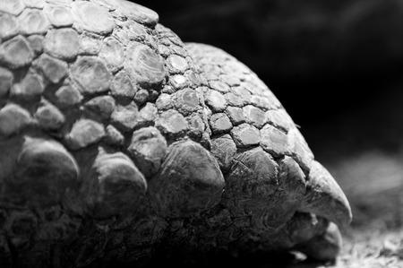 Turtle - Geochelone gigantea legの写真素材