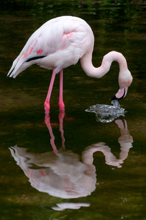 Greater Flamingo - Phoenicopterus roseus drinking water mirrorの写真素材