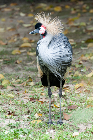 Balearica regulorum - Grey crowned crane standingの写真素材
