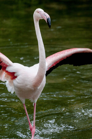 Greater Flamingo - Phoenicopterus roseus dancingの写真素材