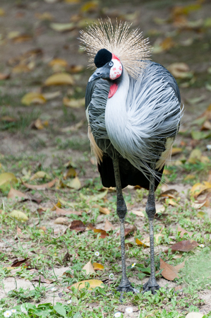 Grey crowned crane - Balearica regulorum standing front viewの写真素材