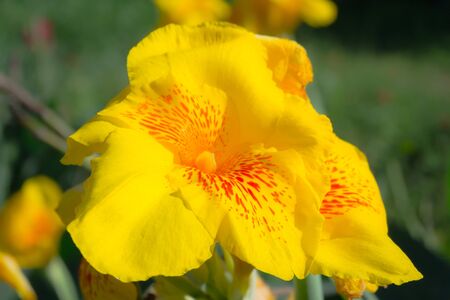 Cannaの写真素材