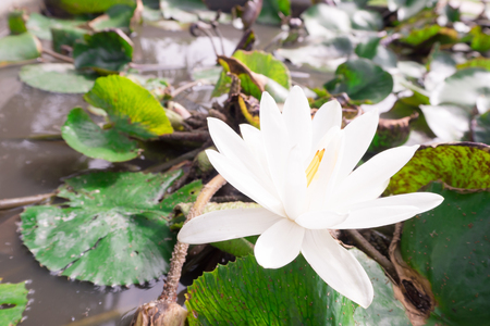 white lotusの写真素材