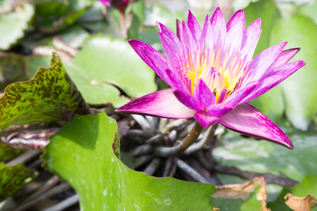 lotus violetの写真素材